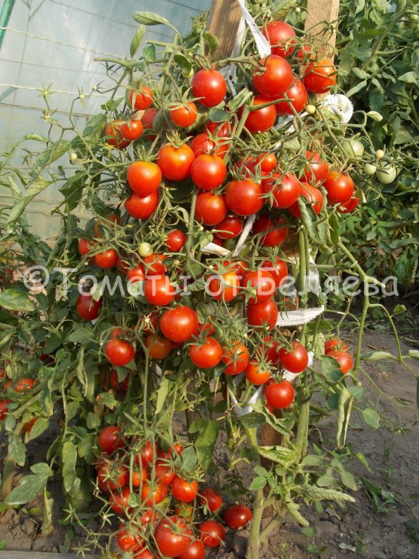Семена томатов Сибиряки ранние купить