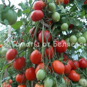 Семена томатов от частных коллекционеров Томат Сигнал тревоги