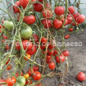 Семена томатов Скороспелка сызраньская купить