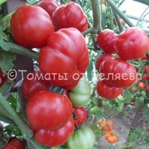 Семена томатов от частных коллекционеров Томат Сладкая красавица
