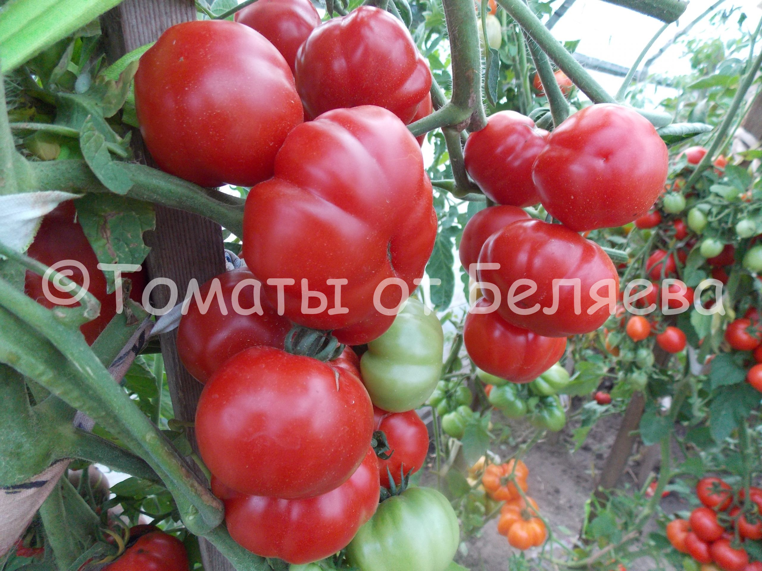 Семена томатов от частных коллекционеров Томат Сладкая красавица