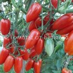 Семена томатов от частных коллекционеров Томат Сладкий Касади