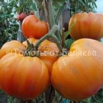 Семена томатов от частных коллекционеров Томат Сладости Вирджинии