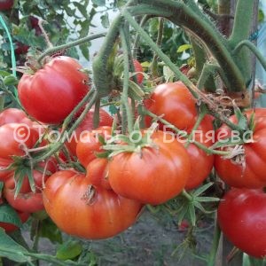 Семена томатов от частных коллекционеров Томат Славский розовый