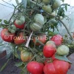 Семена томатов Соковый томат купить