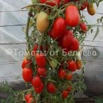 Семена томатов от частных коллекционеровТомат Сосулька ранняя