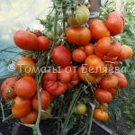 Томат Марманде, Семена томатов от частных коллекционеров