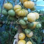 Семена томатов от частных коллекционеров Томат Т. Желтый ребристый