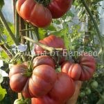 Семена томатов от частных коллекционеров Томат Тимес блэк руфлей