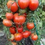 Семена томатов Трехсотграммовые купить
