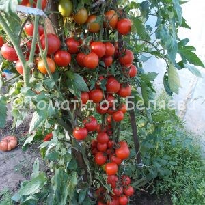 Семена томатов от частных коллекционеров Томат Японский кистевой