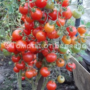 Семена томатов Японский мини купить