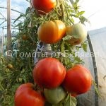 Семена томатов от частных коллекционеров Томат сахарный томат