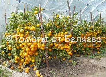 урожайные томаты