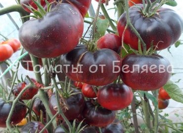 Семена томатов от частных коллекционеров Томат Черная голова