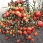 Томат Настена, Купить томаты минусинские, Семена от производителя, отзывы, характеристика с описанием сортов, фото.
