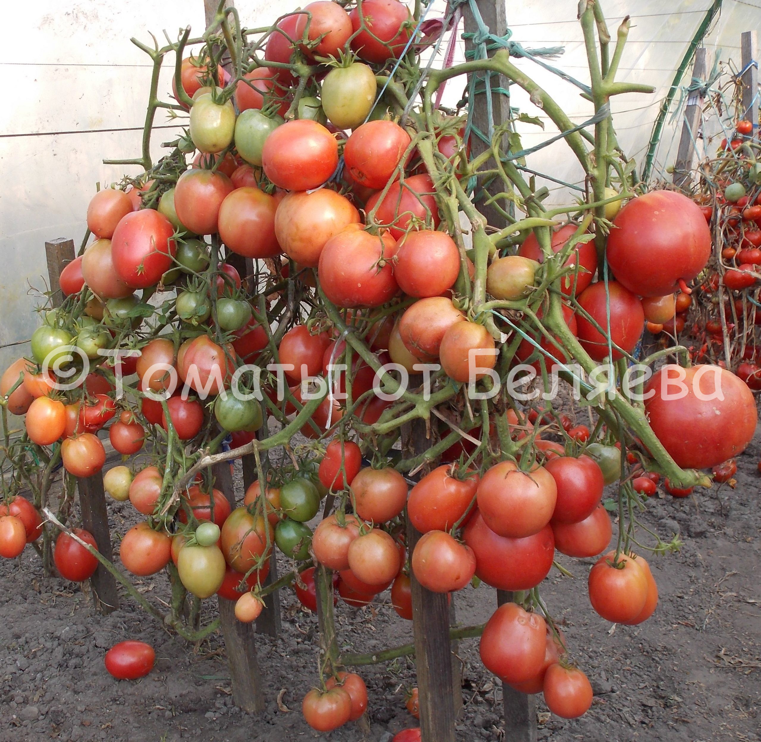 томат настена характеристика и описание сорта