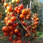 Томат Кистевой, описание, Купить, Семена от производителя, отзывы, характеристика, фото, семена томатов от частных коллекционеров.