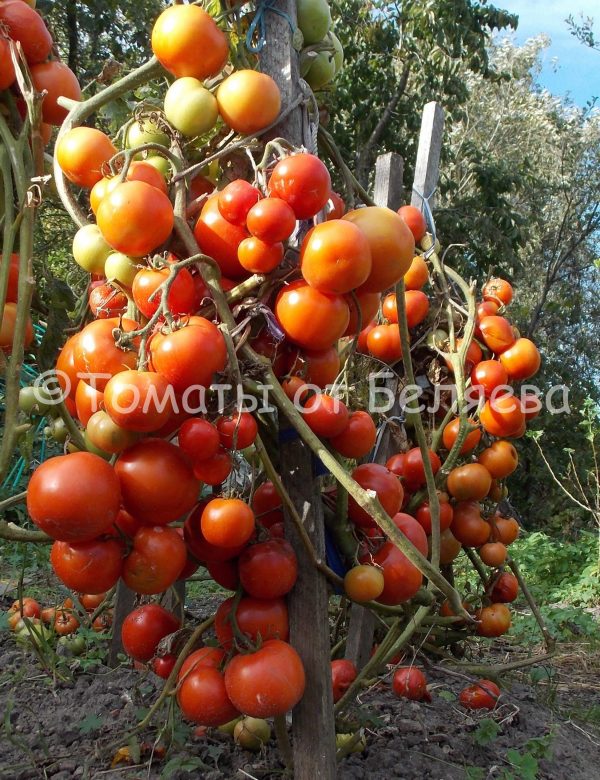 Томат Кистевой, описание, Купить, Семена от производителя, отзывы, характеристика, фото, семена томатов от частных коллекционеров.