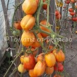 Семена томатов Большая девка купить