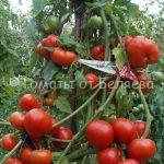 урожайные вкусные томаты