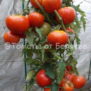 Семена томатов от частных коллекционеров Томат Придорожный