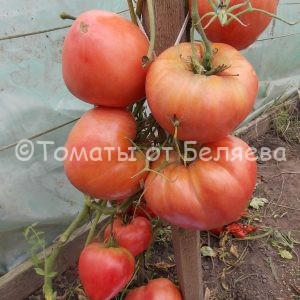 Томат Башкирский красавец семена купить