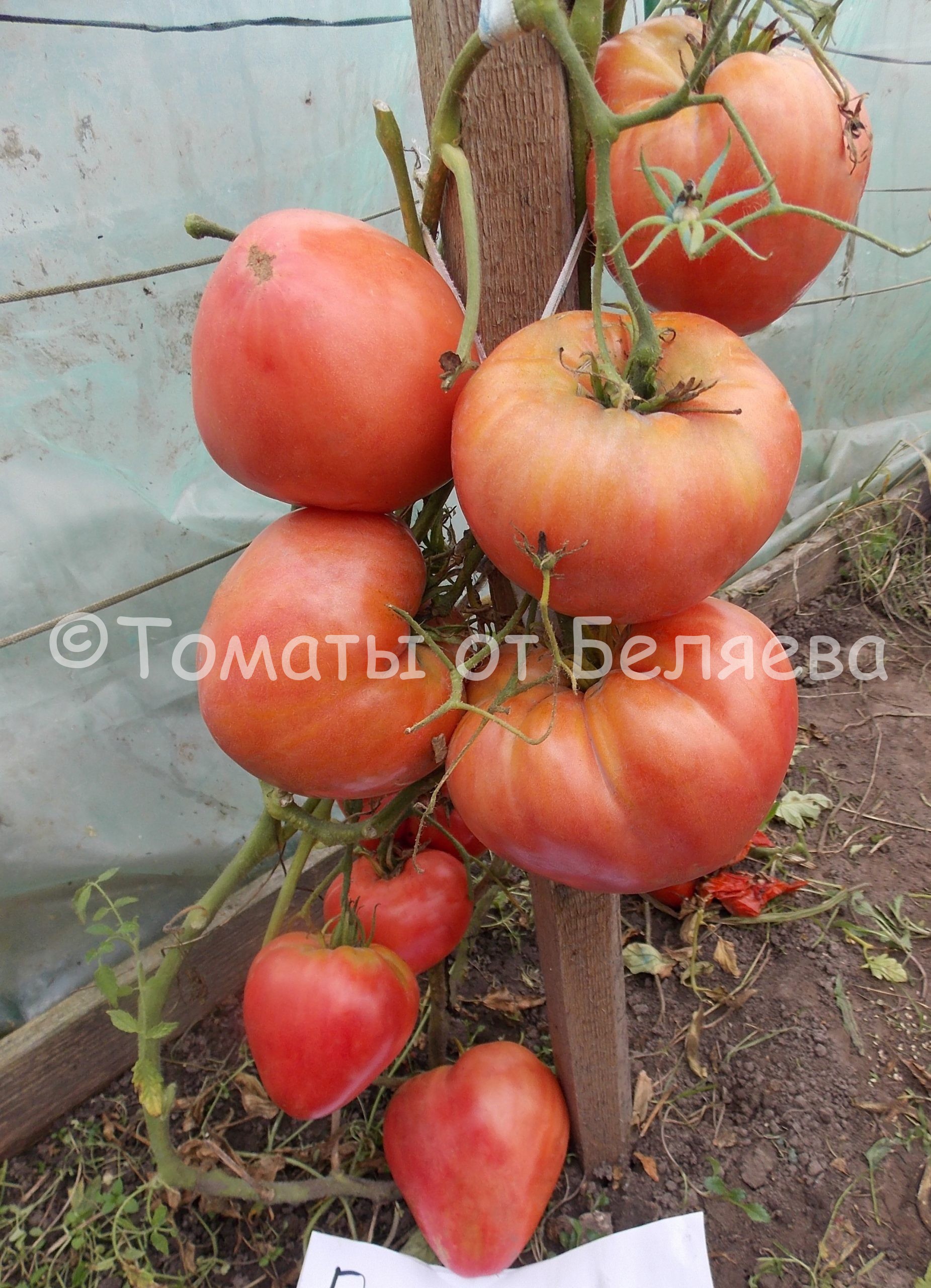 башкирский красавец томат
