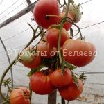 Томат Дакоста Португальская, Семена томатов от частных коллекционеров