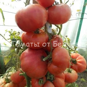 Семена томатов от частных коллекционеров Томат гигант черноморский