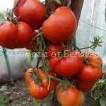 Семена томатов от частных коллекционеров Томат Красный коршун