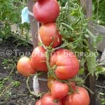 Редкие коллекционные семена томатов