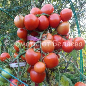 Семена томатов Скороспелка Челябинская купить