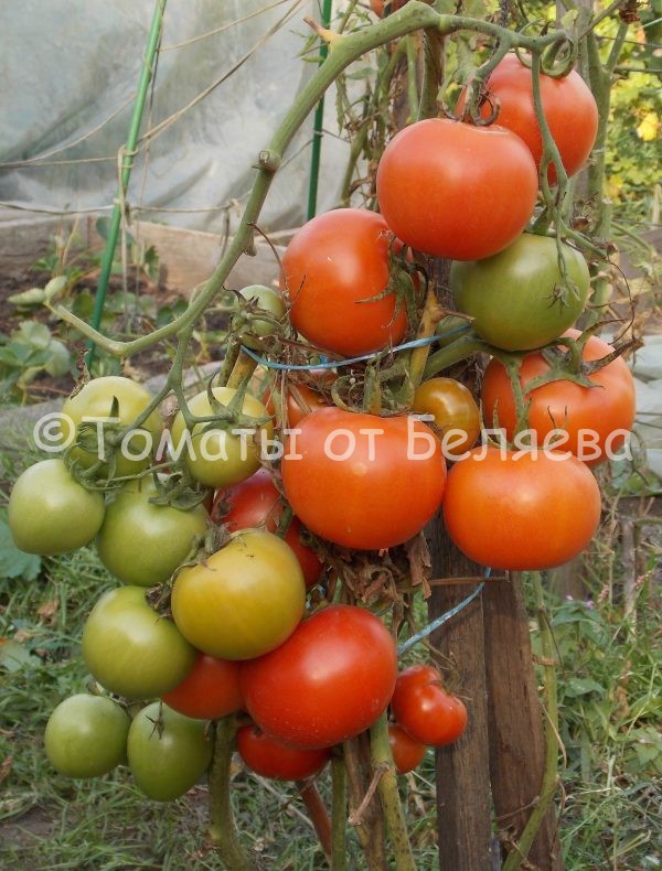 Семена томатов Японский карлик купить