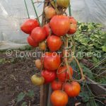 Семена томатов от частных коллекционеров Томат Алсу