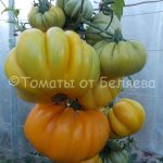 Томат Американский ребристый Семена томатов от частных коллекционеров