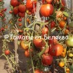 Семена томатов Биг-бой купить