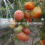 Семена томатов Большой Зак ФОС купить