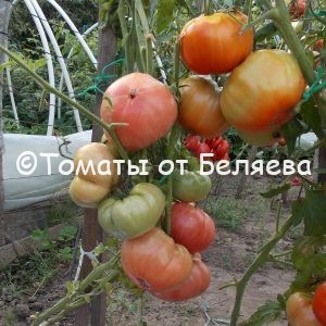 Семена томатов Большой Зак ФОС купить