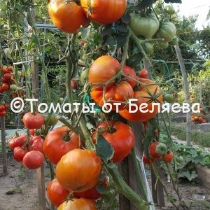 Семена томатов Большой Зак ЛА РЮ купить