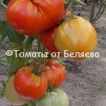 Семена томатов Большой Зак РЮ купить
