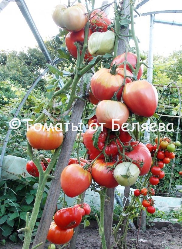 Семена томатов Бычье сердце Майкла Ларри купить