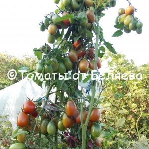 Редкие коллекционные семена томатов купить Томат Де Борао черный