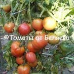 Томат Гейша,, Купить томаты минусинские, Семена от производителя, отзывы, характеристика с описанием сортов, фото.