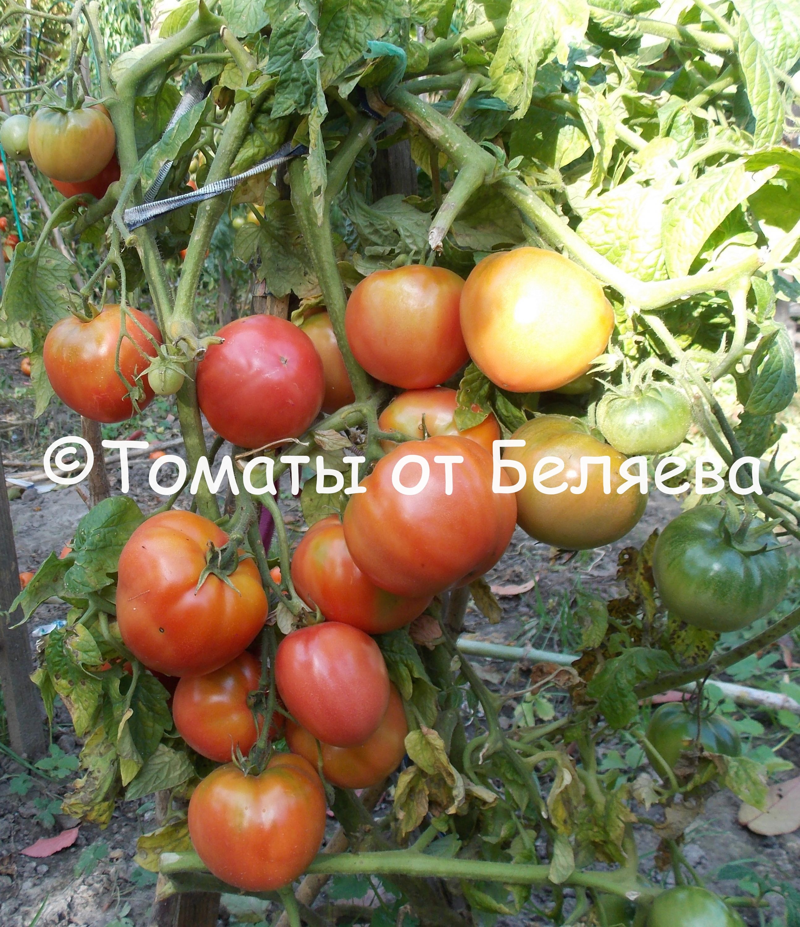 Семена партнер томат гейша