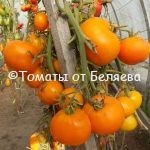 Томат Немецкая оранжевая клубника, семена купить, Отзывы, редкие, коллекционные сорта, Фото, описания.
