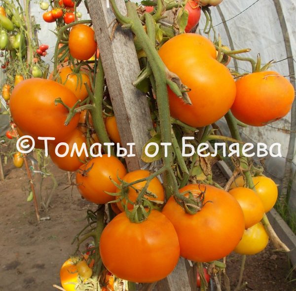 Томат Немецкая оранжевая клубника, семена купить, Отзывы, редкие, коллекционные сорта, Фото, описания.