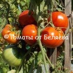 семена томатов от частных коллекционеров Томат Гигантский коршун