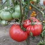 Семена томатов от частных коллекционеров Томат Глушь