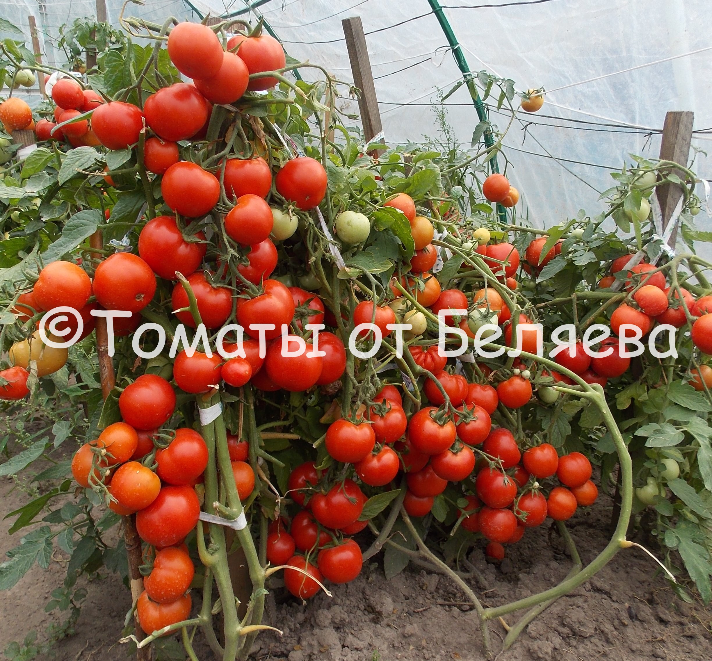  семена томатов в интернет магазине - заказать семена помидор .